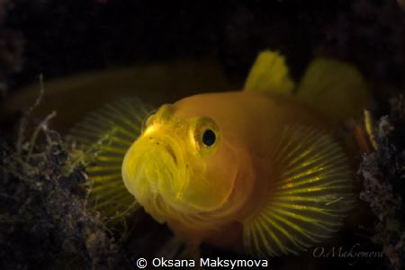 Yellow Pygmy-goby (Lubricogobius exiguus) by Oksana Maksymova 