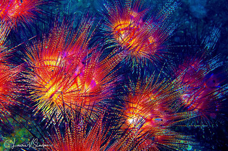 Underwater Fireworks/Photographed with a Canon 60 mm macr... by Laurie Slawson 