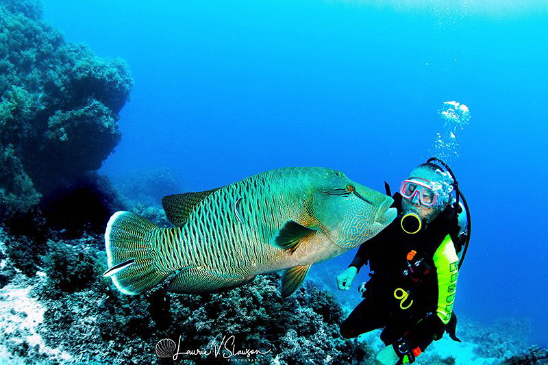 Pucker Up, Big Boy/Dive buddy and Napoleon Wrasse photogr... by Laurie Slawson 
