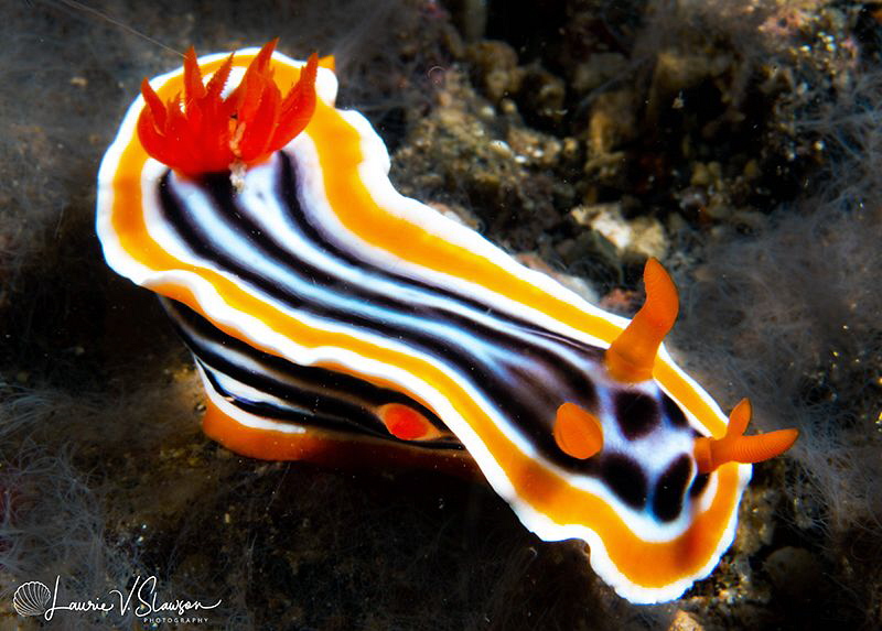 Mutant Chromodoris magnifica/Photographed with a Canon 60... by Laurie Slawson 