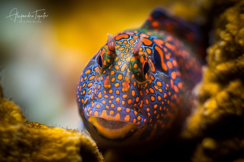 Blenny in the Reef, Isla Lobos México by Alejandro Topete 