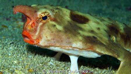 Red-lipped batfish by Vladimir Chubenko 