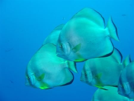 Curious Bat Fish passing by while hanging at deco stop... by Maurizio Carmini 