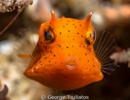 Orange Boxfish!!! by George Touliatos 