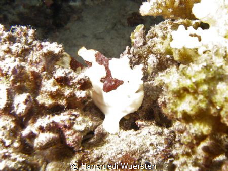 Warty frogfish (Clown frogfish) - Antennarius maculatus by Hansruedi Wuersten 