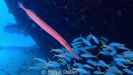 “Trumpetfish”.  Diving below a wreck in Barbados. Taken w... by Steve Dolan 