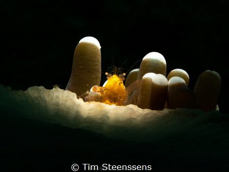 Tiny little shrimp in anemone - Sea&Sea flash with flipsn... by Tim Steenssens 
