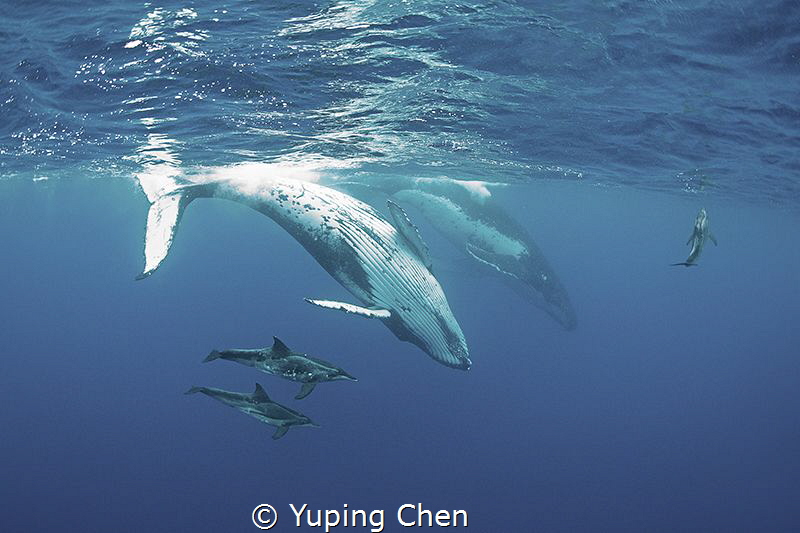 Let's play together! 
2 Humpback whales are playing with... by Yuping Chen 