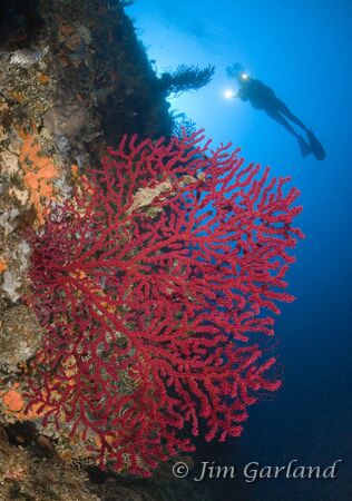 Red Gorgonian - Blue hole reef. Used two strobes and a fi... by James Garland 