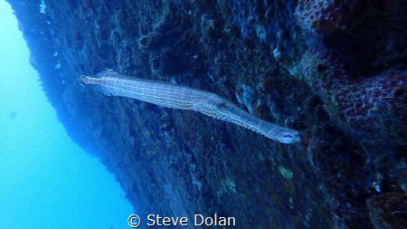 Trumpetfish next to a wreck in Barbados by Steve Dolan 