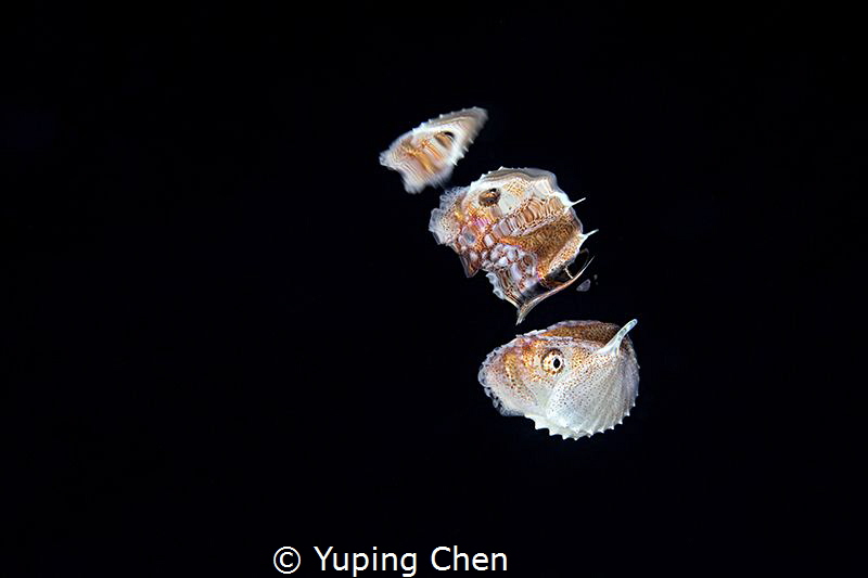 Paper Nautilus (Female) by Yuping Chen 