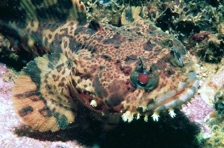 Small Oyster Toadfish, taken on the wreck of the Indra of... by Mike Smith 