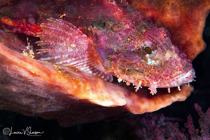 Papuan Scorpionfish/Photographed with a 60 mm macro lens ... by Laurie Slawson 