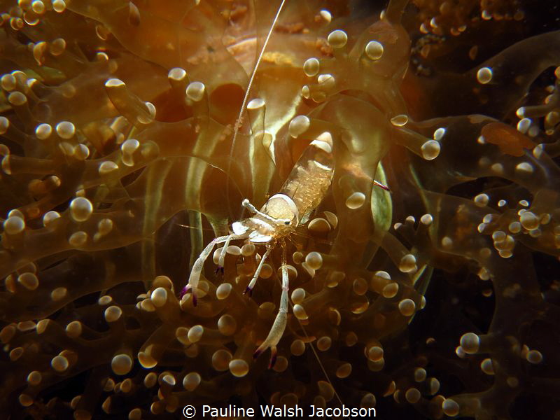 Magnificent Anemone Shrimp, Lembeh, Indonesia by Pauline Walsh Jacobson 