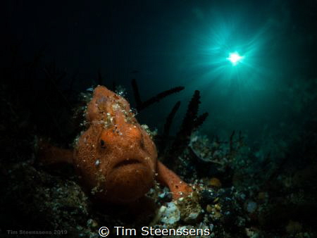 Small Frogfish taking a stroll. by Tim Steenssens 