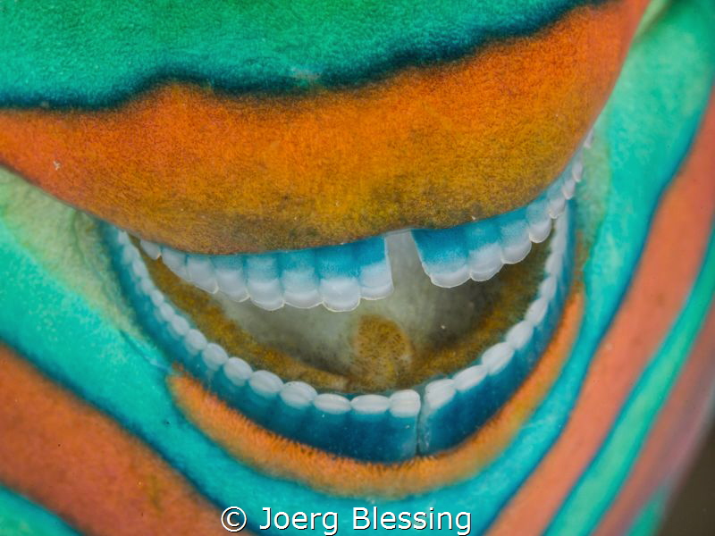 Smile-another dental closeup on a parrotfish.. by Joerg Blessing 
