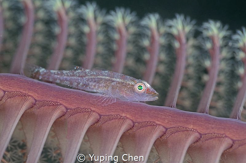 Large Whip Goby by Yuping Chen 