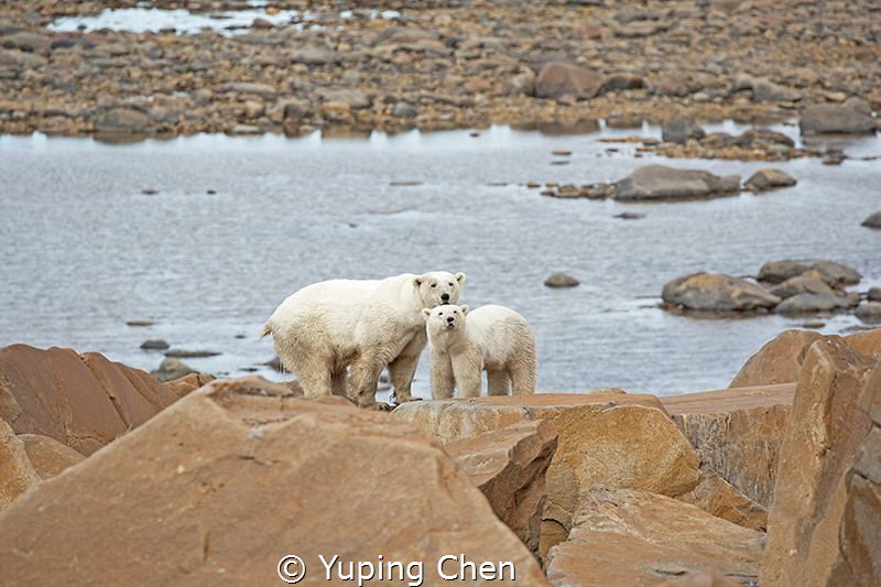 Bear Mom and Her Cub by Yuping Chen 