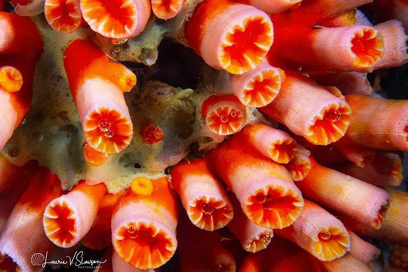 Orange cup coral/Photographed with a Canon 60 mm macro le... by Laurie Slawson 