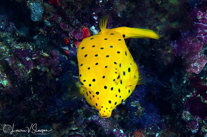 Yellow boxfish/Photographed with a Canon 60 mm macro lens... by Laurie Slawson 