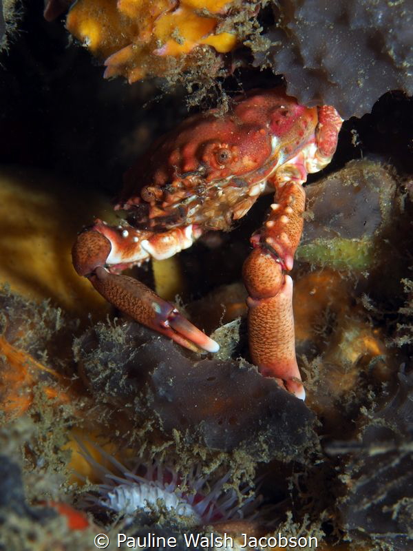 Red-Ridged Clinging Crab, Blue Heron Bridge, Florida by Pauline Walsh Jacobson 