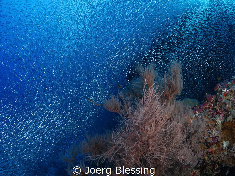 clouds of baitfish (silver sprat) by Joerg Blessing 
