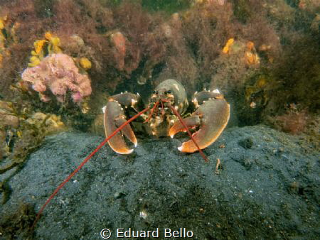 Picture taken during a contest onk. Lobster protecting hi... by Eduard Bello 
