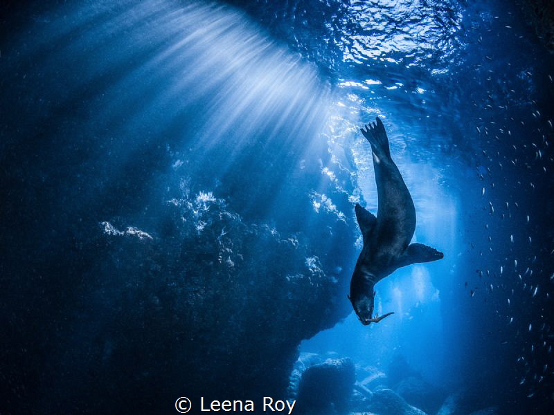 Playing in the light by Leena Roy 