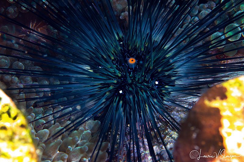 Black Sea Urchin/Photographed with a Canon 60 mm macro le... by Laurie Slawson 