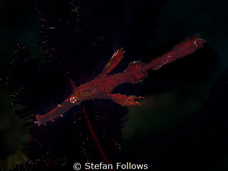 Night Rider

Robust Ghost Pipefish - Solenostomus cyano... by Stefan Follows 