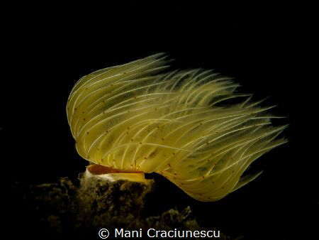 tube worm near Loutraki - Greece by Mani Craciunescu 