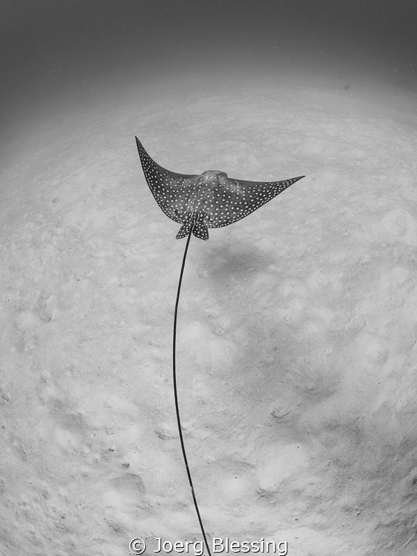 Eagle ray sculpture like by Joerg Blessing 