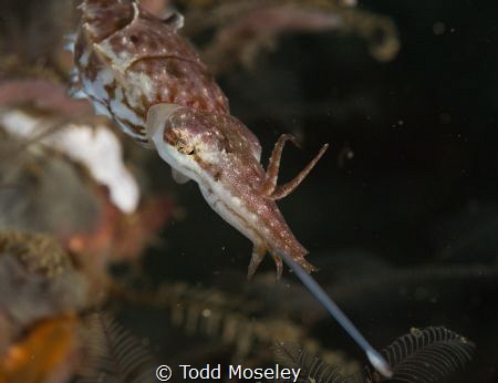Dwarf Cuttlefish hunting by Todd Moseley 
