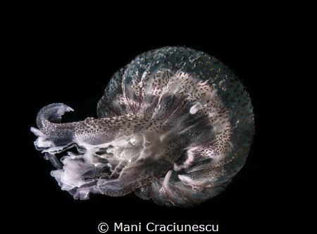 jellyfish - loutraki greece by Mani Craciunescu 