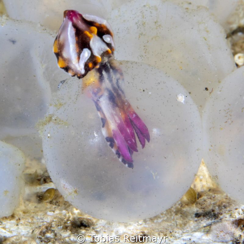 That moment. Flamboyant cuttlefish hatching, Nudi Falls, ... by Tobias Reitmayr 
