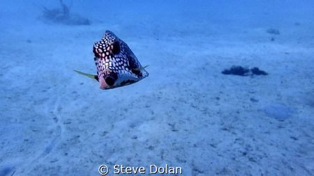 “Curious” A little curious Trunkfish in Barbados. Taken w... by Steve Dolan 