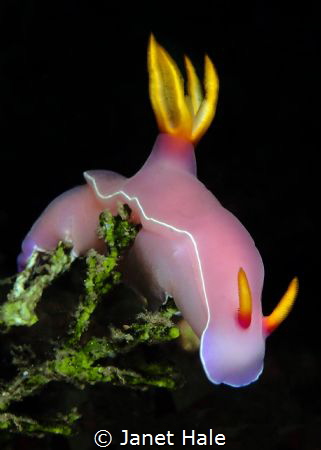 A Hypselodoris, whose beauty I enjoyed capturing while on... by Janet Hale 