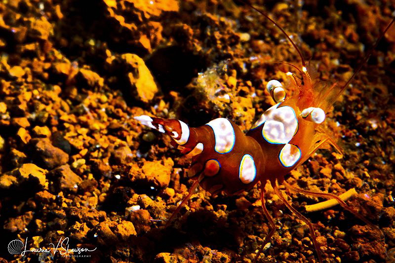 Squat shrimp (sexy shrimp)/Photographed with a Canon 60 m... by Laurie Slawson 