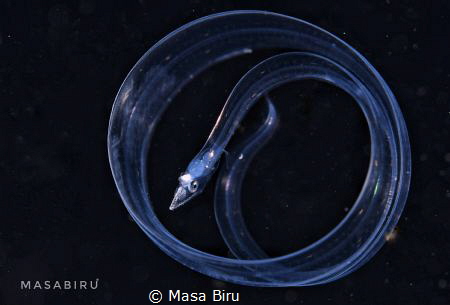 eel by Masa Biru 