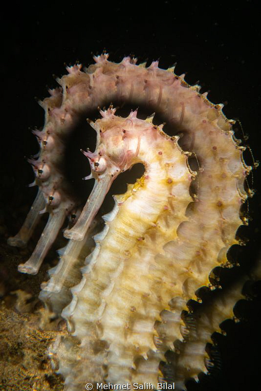 Thorny seahorse with a new creative filter. by Mehmet Salih Bilal 