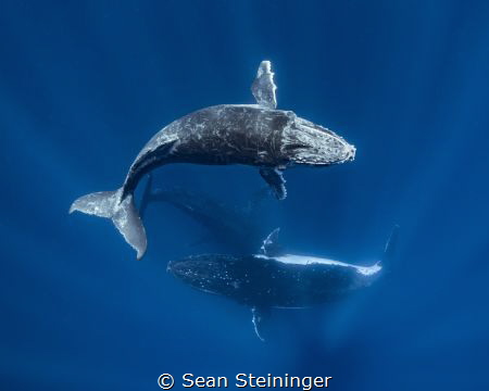 A calf, mother, & escort humpback whale dance & spin in t... by Sean Steininger 