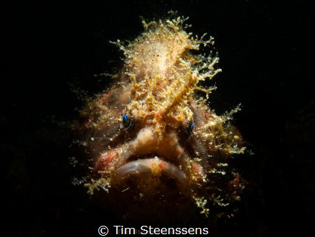 Hairy frogfish in Lembeh Strait by Tim Steenssens 