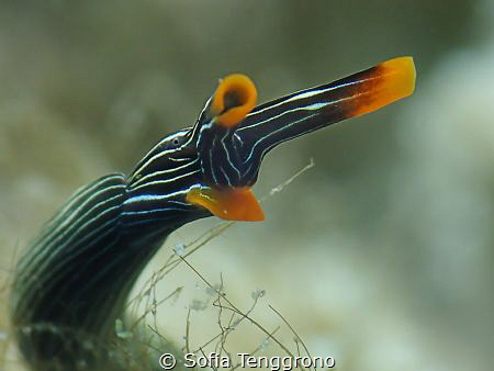 DUCK-Thuridilla gracilis by Sofia Tenggrono 
