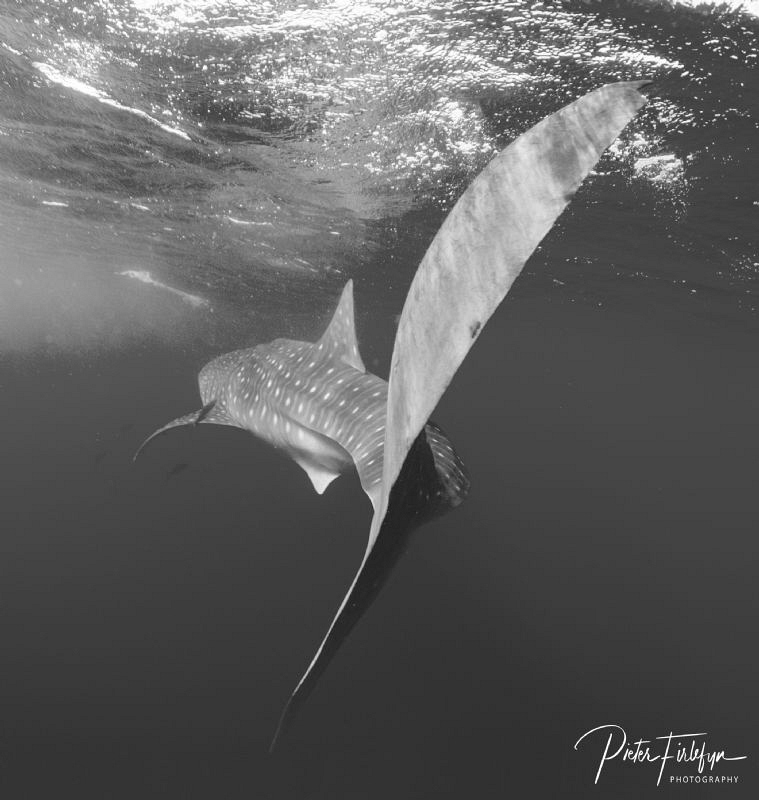 whaleshark in the gulf of Tadjoura Djibouti by Pieter Firlefyn 