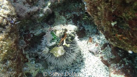 West Indian Sea Egg a.k.a. White Sea Urchin with it’s col... by Steve Dolan 