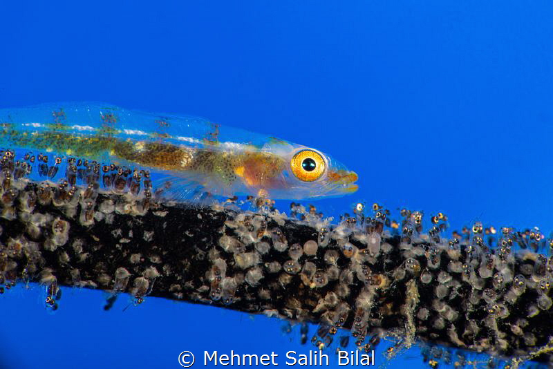 Wire coral goby with her mature eggs. by Mehmet Salih Bilal 
