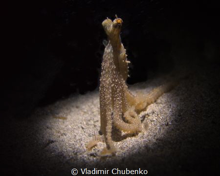 Frightened Octopus by Vladimir Chubenko 