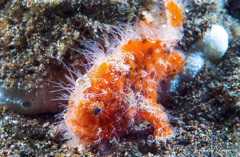 Juvenile hairy frogfish/Photographed with a Canon 60 mm m... by Laurie Slawson 