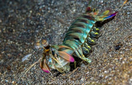 Mantis Shrimp!!! by George Touliatos 