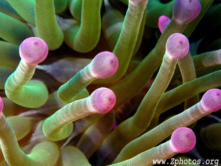 These are the color tips of a Giant Anemone by Zaid Fadul 